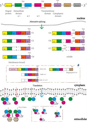 HLA-G: An Important Mediator of Maternal-Fetal Immune-Tolerance